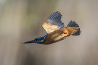 /album/foto-adriano/martino-in-volo-copia-jpg/